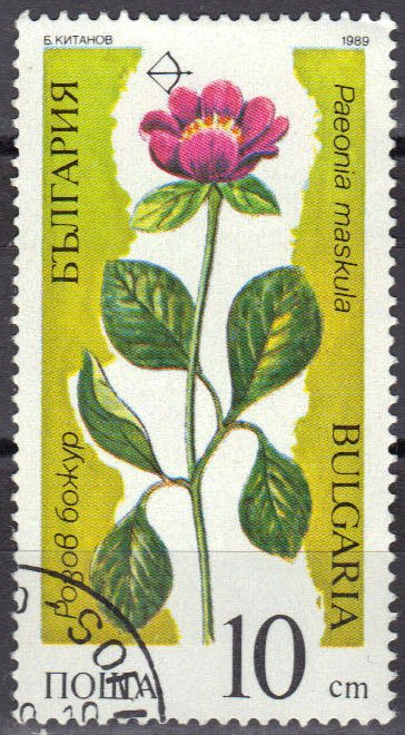 Paeonia maskula