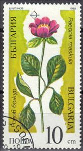 Stamp, Paeonia maskula, Bulgaria,  , Flowers, Plants (Flora)