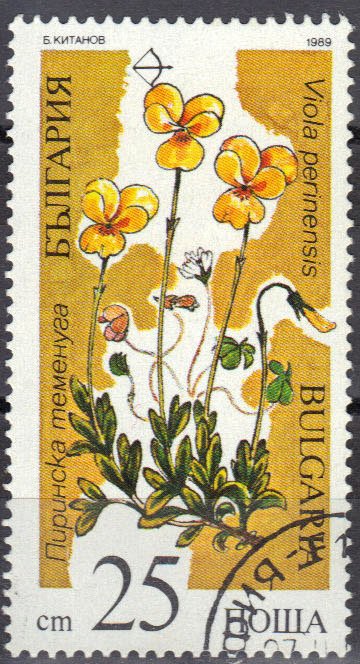 Viola perinensis