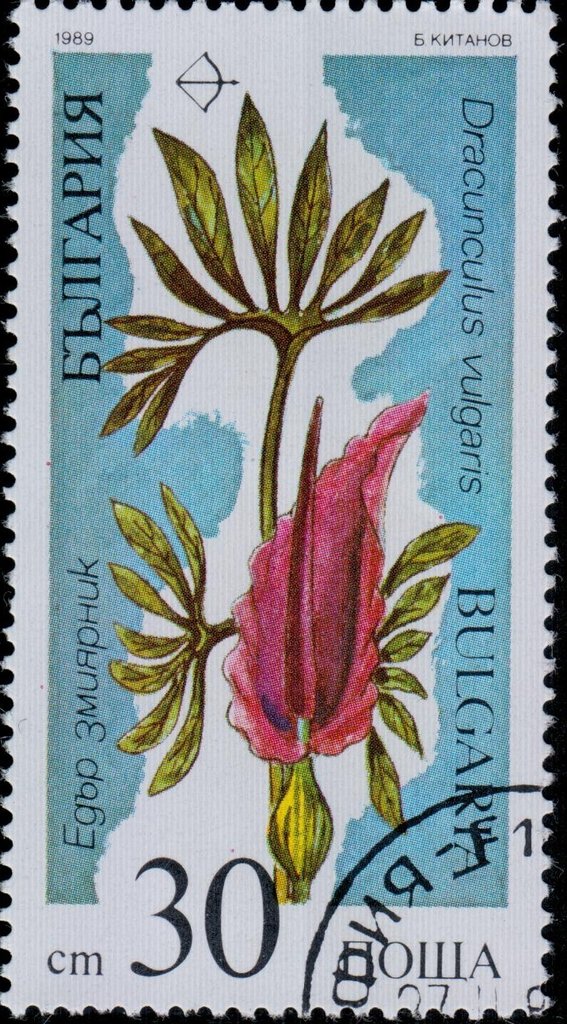 Dracunculus vulgaris