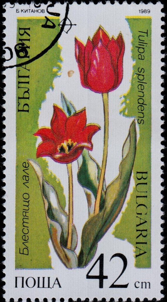 Tulipa splendens
