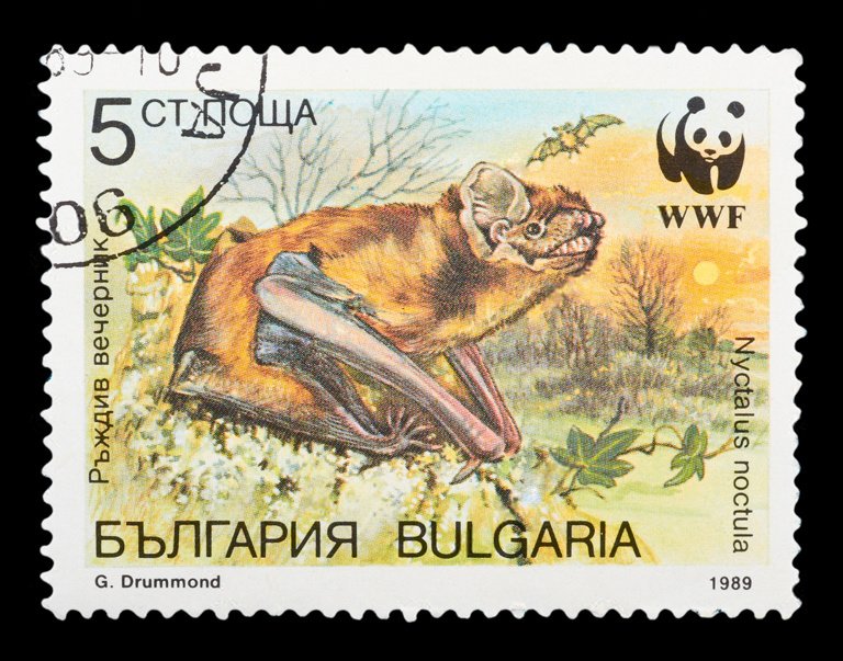 Noctule Bat (Nyctalus noctula)
