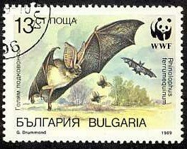 Greater Horseshoe Bat (Rhinolophus ferrumequinum)