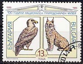 Bearded Vulture (Gypaetus barbatus), Eurasian Lynx (Lynx lyn