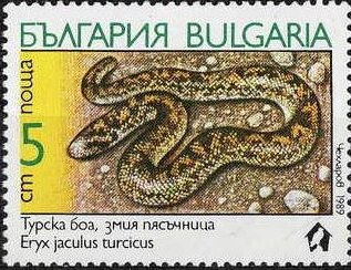 Turkish Javelin Sandboa (Eryx jaculus turcicus) 