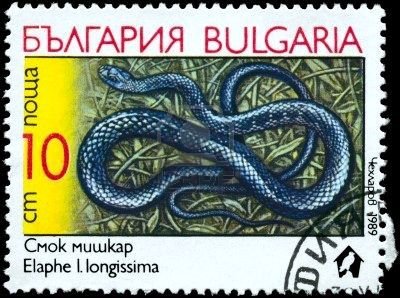 Aesculapian Snake (Elaphe longissima)