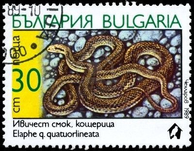 Four-lined Snake (Elaphe quatuorlineata)
