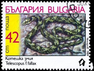 Stamp, European Cat Snake (Telescopus fallax), Bulgaria,  , Snakes