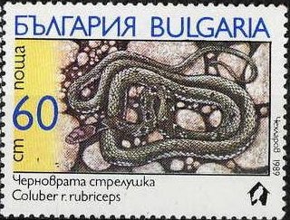 Collared Dwarf Racer (Coluber rubriceps)
