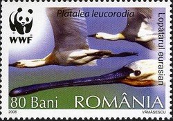 Stamp, Eurasian Spoonbill (Platalea leucorodia), Romania,  , Birds, Animals (Fauna)