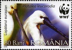 Eurasian Spoonbill (Platalea leucorodia)