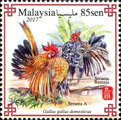 Malaysian Serama