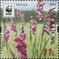 WWF - Protected Flora - Gladiolus imbricatus