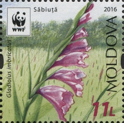WWF - Protected Flora - Gladiolus imbricatus