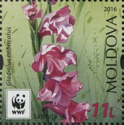 WWF - Protected Flora - Gladiolus imbricatus