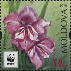WWF - Protected Flora - Gladiolus imbricatus