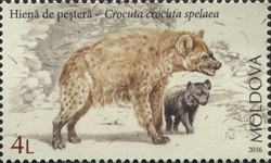 Extinct Species of animals from Moldova - Cave Hyena (Crocuta crocuta spelaea)