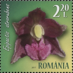 Wild Orchids - Dark Red Heliborine (Epipactis atrorubens)