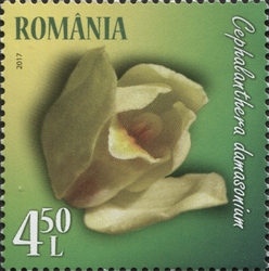 Stamp, Wild Orchids - White Heliborine (Cephalanthera damasonium), Romania,  , Orchids, Flora