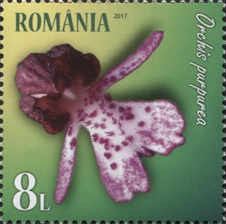 Wild Orchids - Lady Orchid (Orchis purpurea)