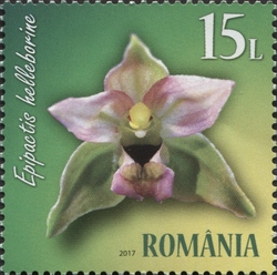 Wild Orchids - Broad-leaved Helleborine (Epipactis helleborine)