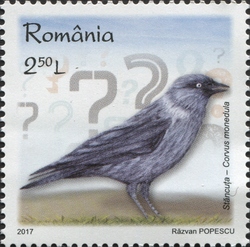Intelligent Birds - European Jackdaw (Corvus monedula)