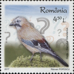 Intelligent Birds - European Jay (Garrulus glandarius)