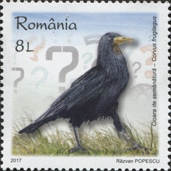 Intelligent Birds - The Rook (Corvus frugilegus)