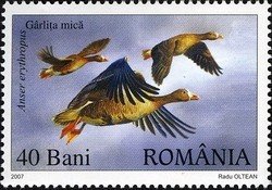 Stamp, Lesser White-fronted Goose (Anser erythropus), Romania,  , Birds, Animals (Fauna), Geese