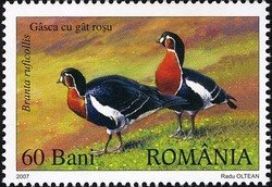 Red-breasted Goose (Branta ruficollis)