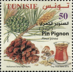 Conifers of Tunisia - Pinion Pine (Pinus pinea)