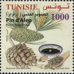 Conifers of Tunisia - Aleppo Pine (Pinus halepensis)