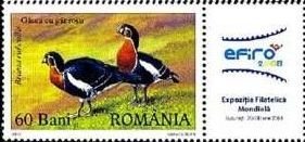 Red-breasted Goose (Branta ruficollis)