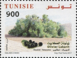 Olive Trees from Tunisia