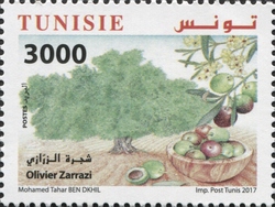 Olive Trees from Tunisia