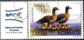 Greater White-fronted Goose (Anser albifrons)