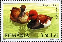 Red-crested Pochard (Netta rufina)