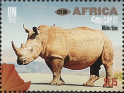 Eye on Africa - CITES COP17 - White Rhino