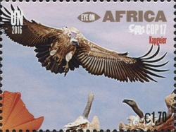 Eye on Africa - CITES COP17 - Cape vulture