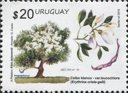 Spring 2016 Series - Native Trees - White Ceibo (Erythrina crista-galli var. leucochlora)