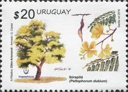 Spring 2016 Series - Native Trees - Ibirapitá (Peltophorum dubium)