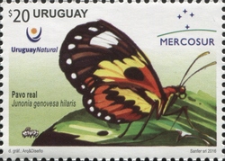 Mercosur Series - Butterflies of Uruguay - Junonia genovesa hilaris