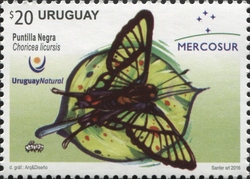 Mercosur Series - Butterflies of Uruguay - Choricea licursis