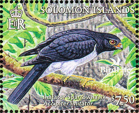 Imitator Goshawk (Accipiter imitator)