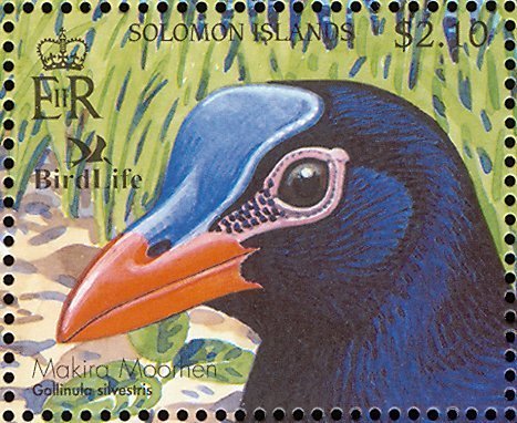 Makira Woodhen (Gallinula silvestris)