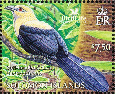 Buff-headed Coucal (Centropus milo)