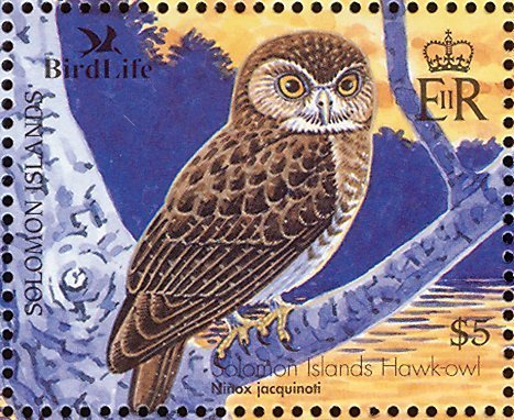 Solomons Boobook (Ninox jacquinoti)