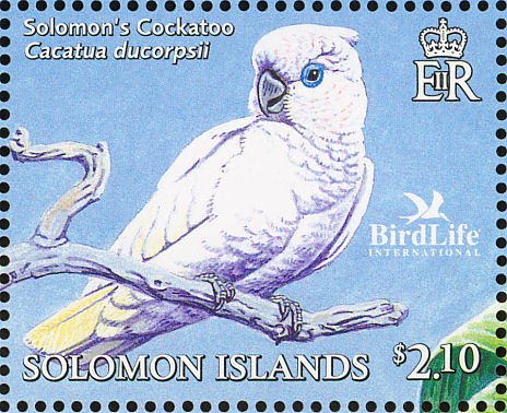 Solomons Cockatoo (Cacatua ducorpsii)