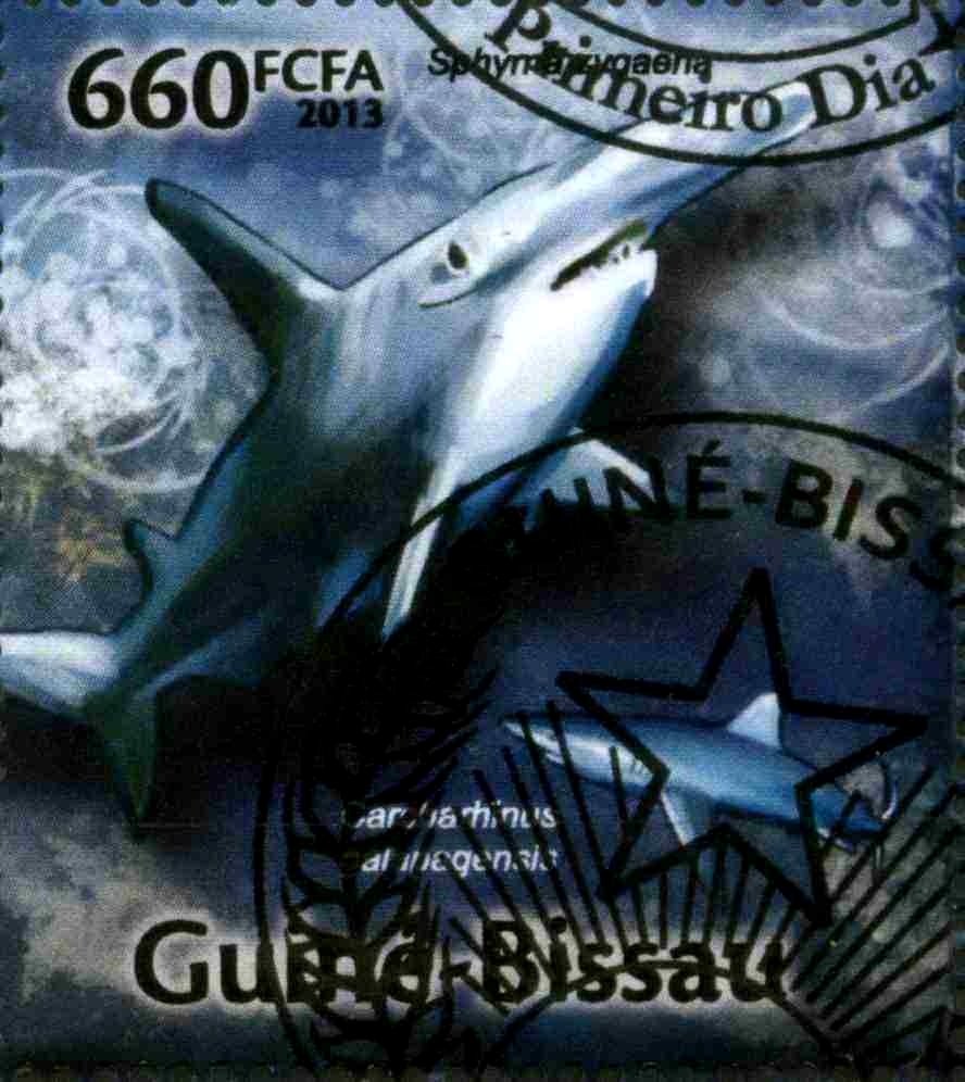 Smooth Hammerhead (Sphyrna zygaena), Galapagos Shark (Carcha