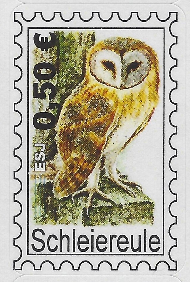 Barn Owl (Tyto alba)